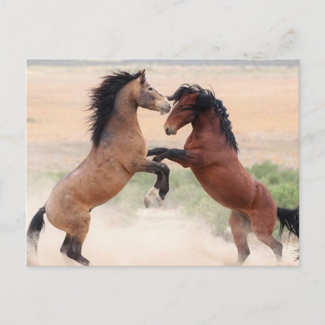 Onaqui Wild Horses Postcard (Front)