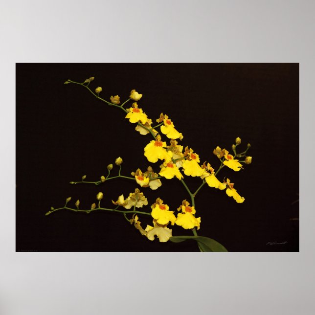 Onc Poster d'art orchidée jaune -60x40 -ou plus pe (Devant)