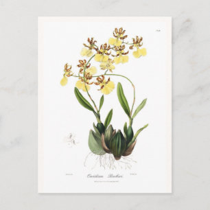 Oncidium Barkeri Postcard