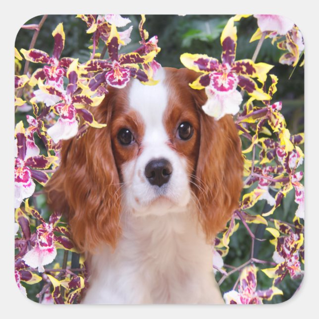 Oncidium Orchidées Cavalier King Charles Stickers (Devant)
