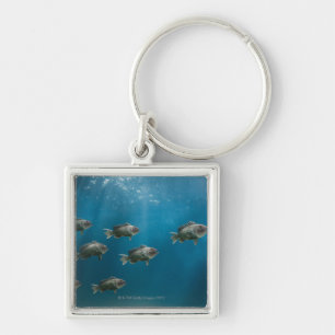 One black sea bass leading a school keychain