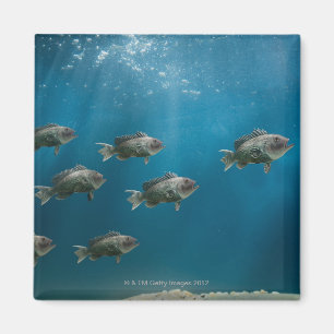 One black sea bass leading a school magnet