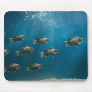 One black sea bass leading a school mouse pad