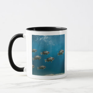 One black sea bass leading a school mug