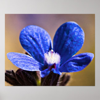 One Blue Flower Poster