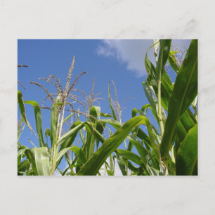 One Corny Postcard! Postcard