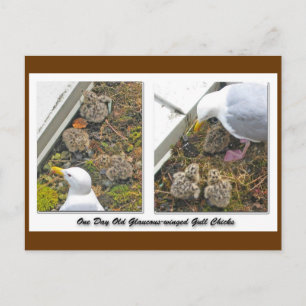 One Day old Gull Chicks Postcard