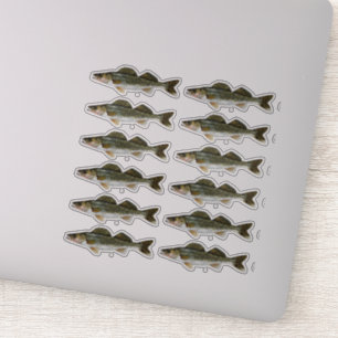One Dozen Walleye Pike Fish