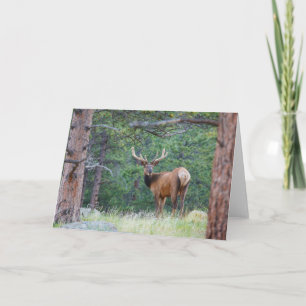 One Elk Looking Back   Rocky Mountains Card