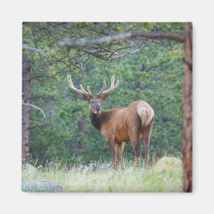 One Elk Looking Back Rocky Mountains Magnet
