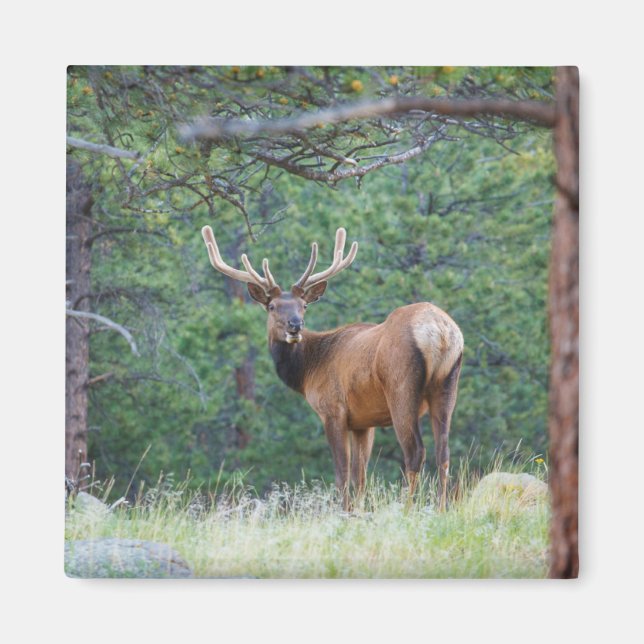 One Elk Looking Back | Rocky Mountains Magnet (Front)