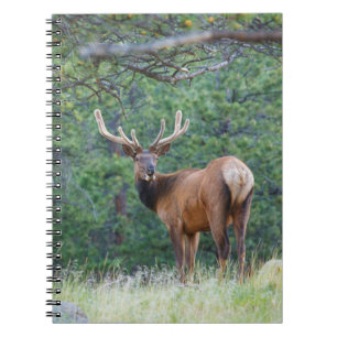 One Elk Looking Back Rocky Mountains Notebook