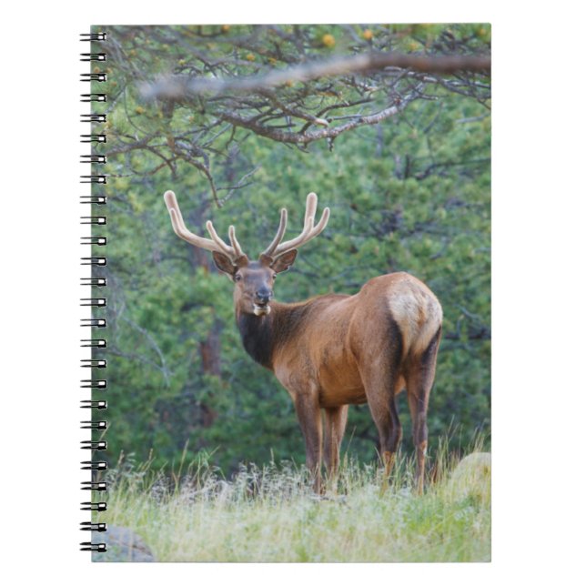 One Elk Looking Back | Rocky Mountains Notebook (Front)