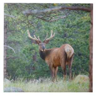 One Elk Looking Back Rocky Mountains Tile