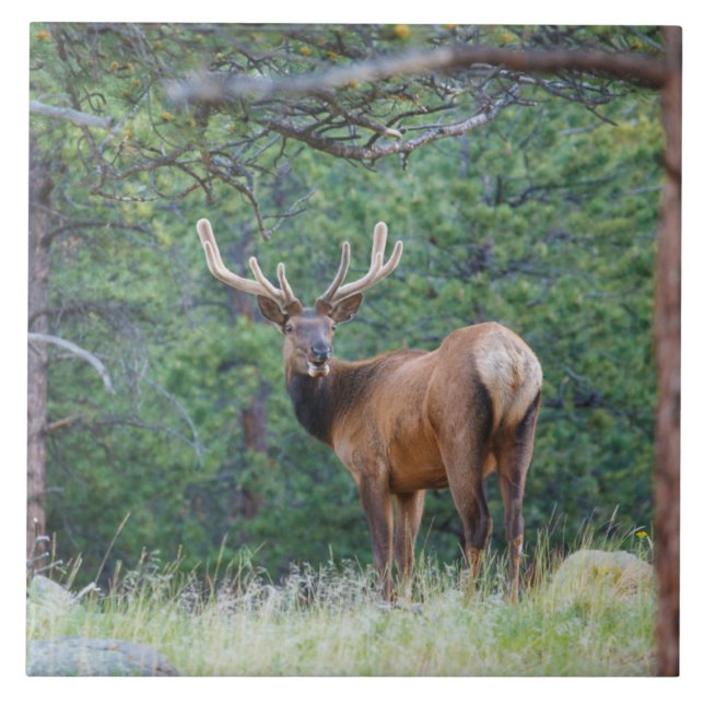One Elk Looking Back | Rocky Mountains Tile (Front)
