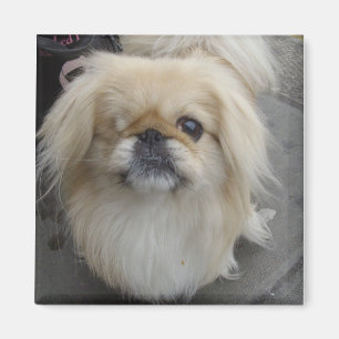 one eyed dog magnet