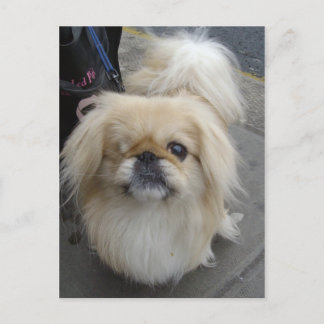 one eyed dog postcard