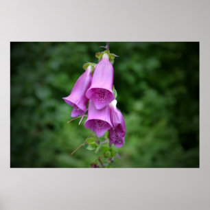 One Foxglove Down Light Poster