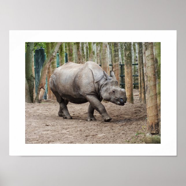 One horned rhino poster (Front)