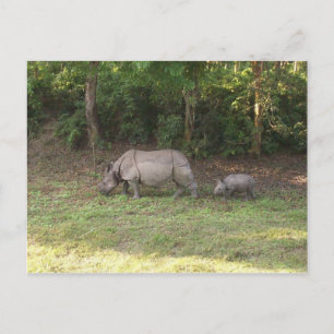 One horned rhinoceros Chitwan National Park Nepal Postcard
