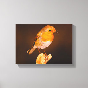 One Little Robin Bird On Perch Canvas Print