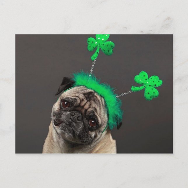 One lucky Pug Postcard (Front)