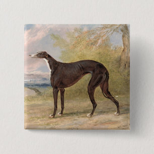 One of George Lane Fox's Winning Greyhounds: the B 2 Inch Square Button