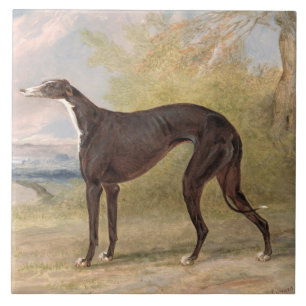 One of George Lane Fox's Winning Greyhounds: the B Tile