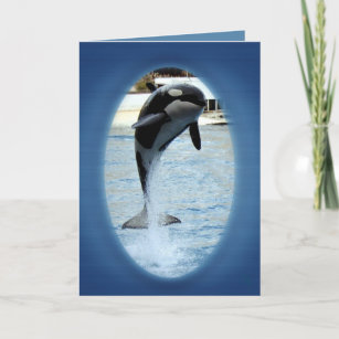 One Orca at Marineland (france) Card