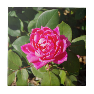 One Pink Rose tile