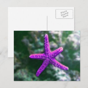 One Purple Starfish On Beach Postcard