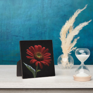 One Red Daisy Left Side On Black, Plaque