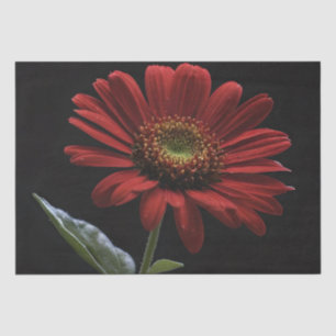 One Red Daisy On Black Left Side, Decoupage  Tissue Paper
