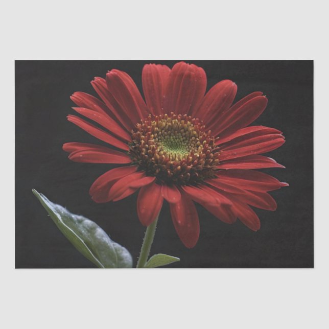 One Red Daisy On Black Left Side, Decoupage  Tissue Paper (Front)