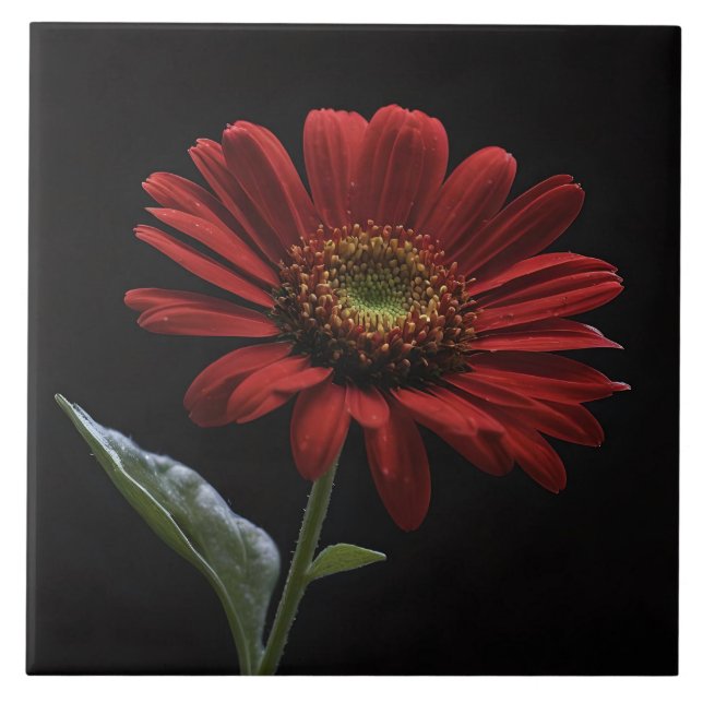 One Red Daisy On Black Left Side,  Tile (Front)