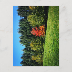 One Red Tree Postcard