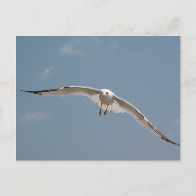 One Seagull Flying in Air Postcard (Front)