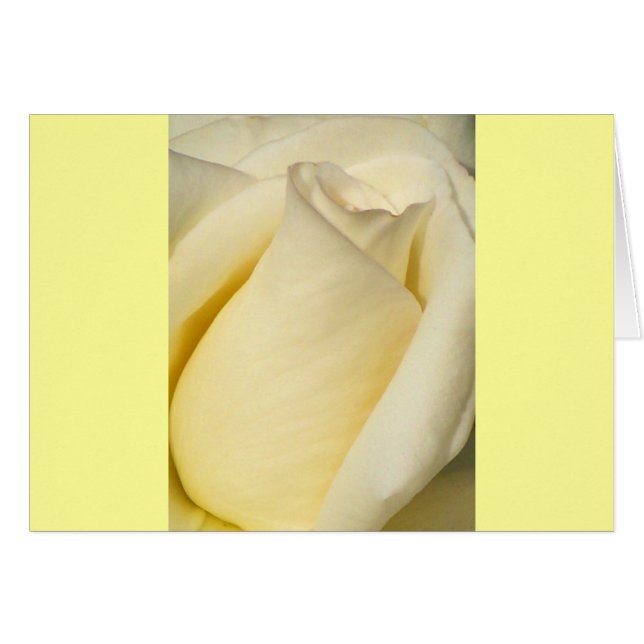 One Single Rose_ (Front Horizontal)