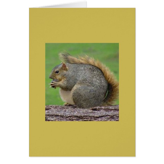 One Very Fat Squirrel (Front)