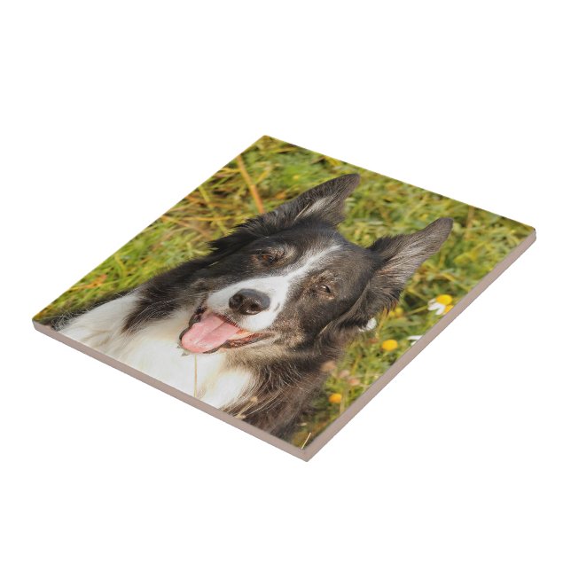 One Very Friendly Border Collie Tile (Side)