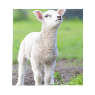 One white newborn lamb standing in green grass notepad