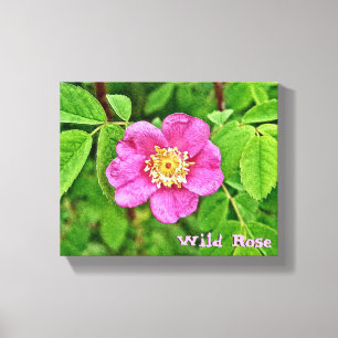 One Wild Rose Canvas Print