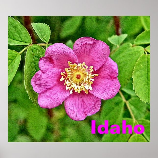 One Wild Rose - Idaho Poster (Front)
