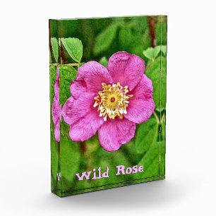 One Wild Rose Photo Block