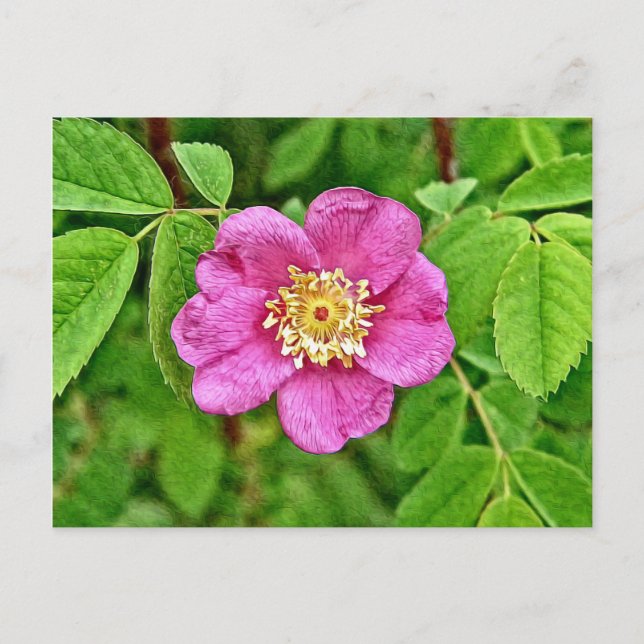 One Wild Rose Postcard (Front)