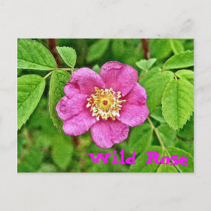 One Wild Rose Postcard