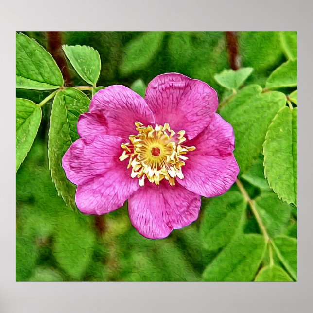 One Wild Rose Poster (Front)