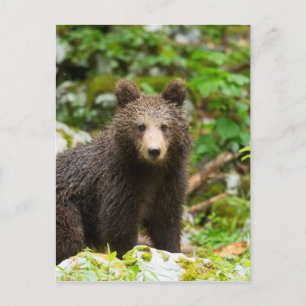 One year old Brown Bear in Slovenia Postcard