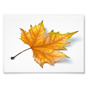 One yellow and gold maple leaf photo print