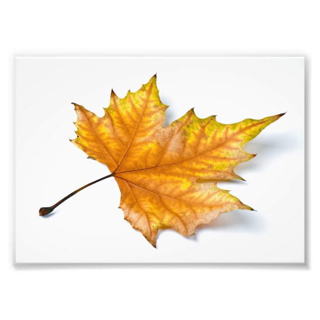 One yellow and gold maple leaf photo print (Front)